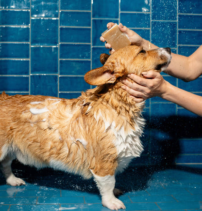 Springland Dog Shampoo Bar - Nourishing, Lavender + Rosemary