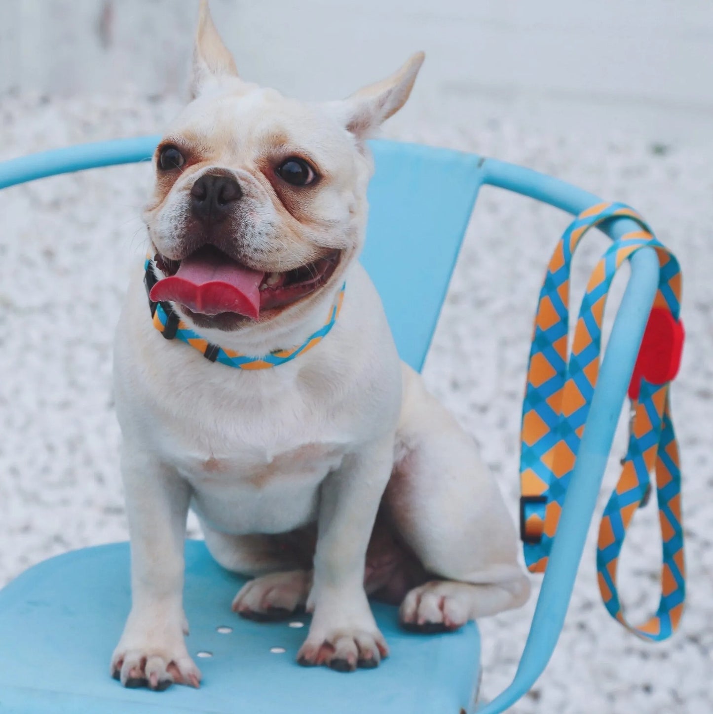 Colorful Series Dog Collar - Sunrise