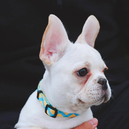 Colorful Series Dog Collar - Sunrise