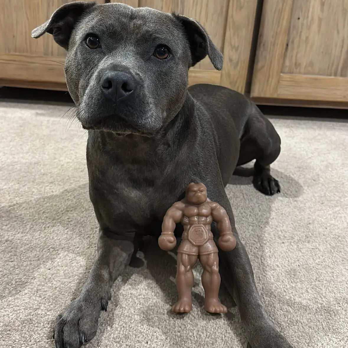 Happy Staffy Co. Staffy Balboa Dog Chew Toy