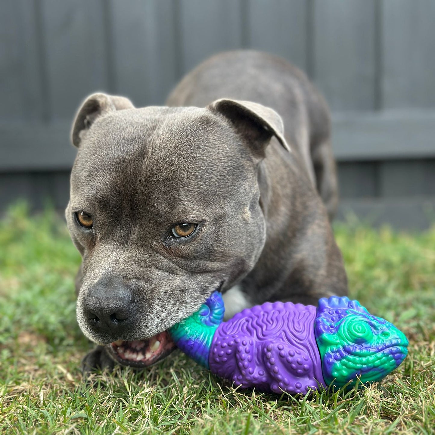 Happy Staffy Co. PowerFlex Jungle Trek Collection Dog Chew Toy