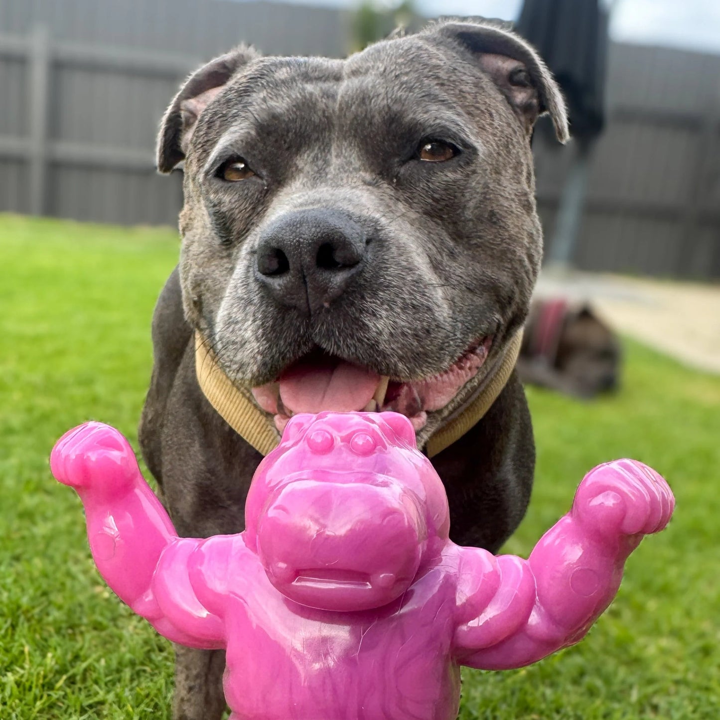 Happy Staffy Co. Chomp-o-potamus Dog Chew Toy