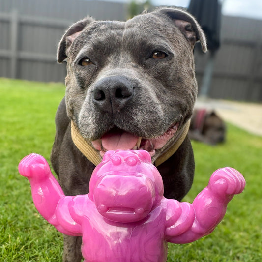 Happy Staffy Co. Chomp-o-potamus Dog Chew Toy