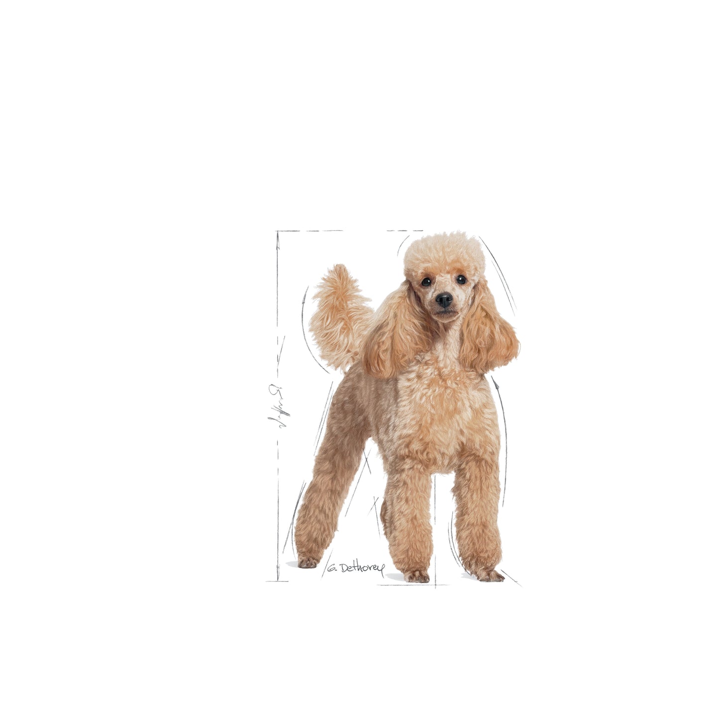 ROYAL CANIN Poodle Adult 1.5kg
