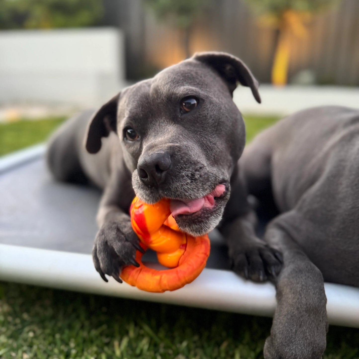 Happy Staffy Co. PowerFlex Jungle Trek Collection Dog Chew Toy