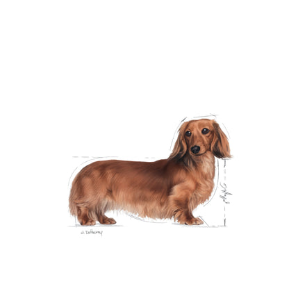 ROYAL CANIN Dachshund Adult Dog Pouch 85g