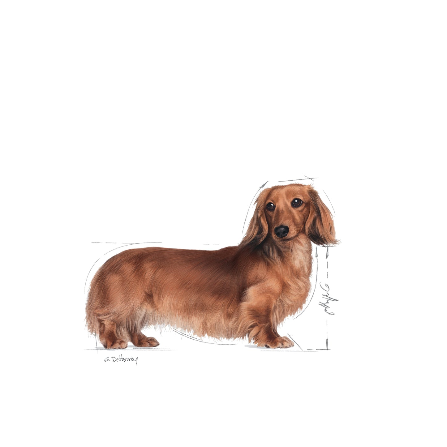 ROYAL CANIN Dachshund Adult Dog Food 1.5kg