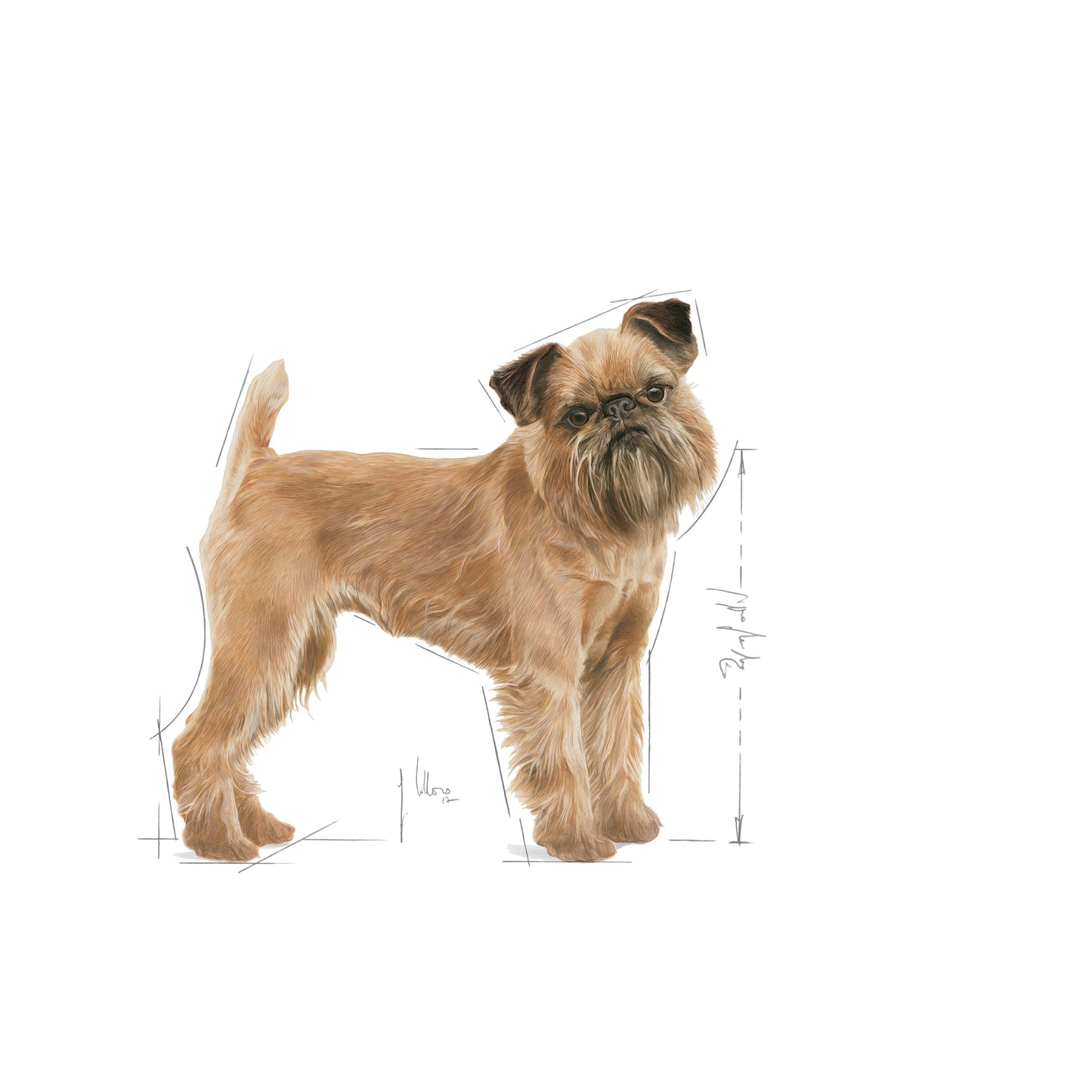 ROYAL CANIN Dental Care Mini Adult Dog Food 3kg