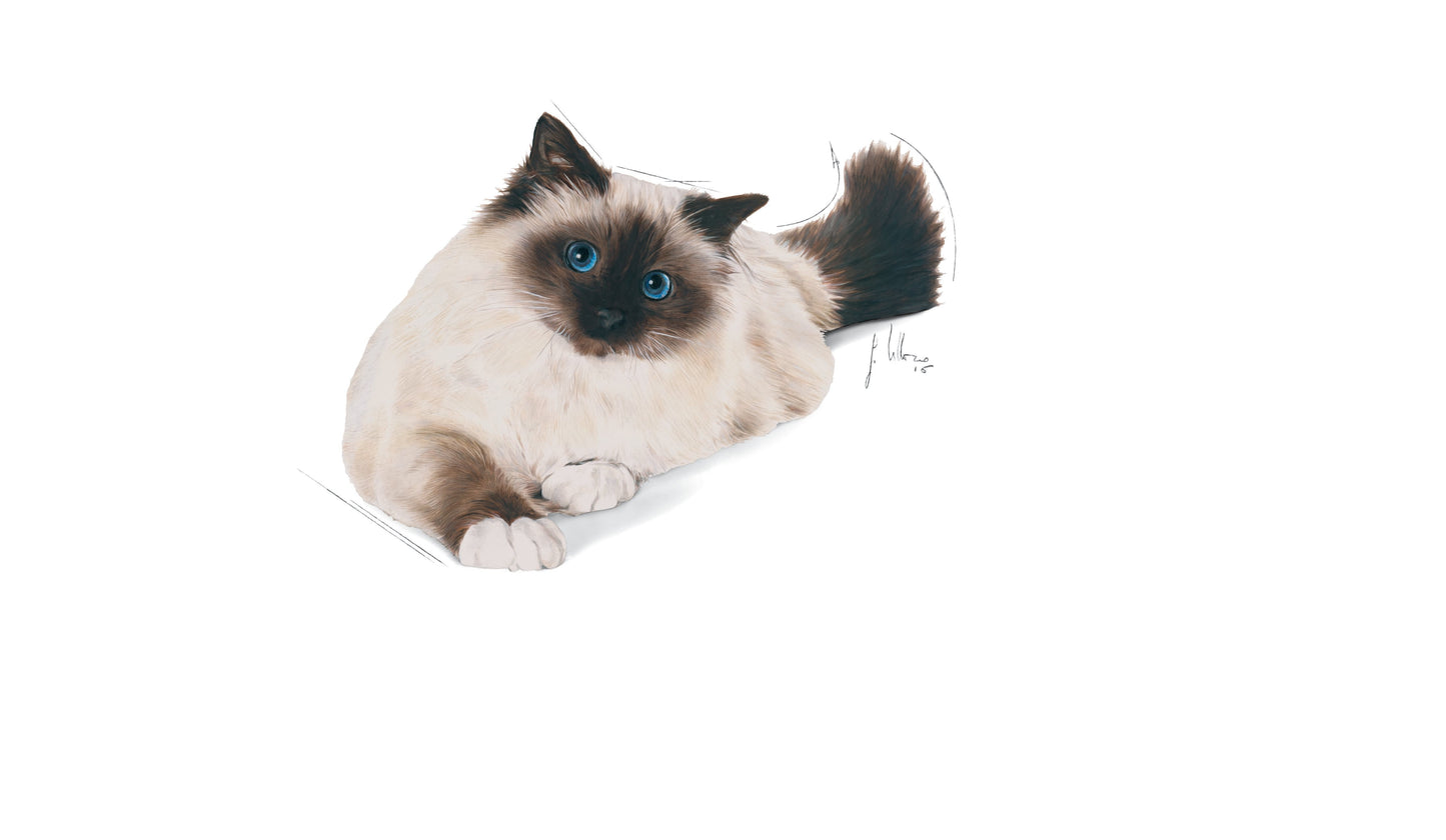 ROYAL CANIN Hairball Care 2kg