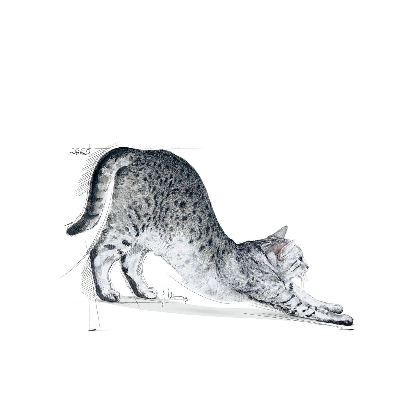 ROYAL CANIN Indoor Adult Cat Food 2kg