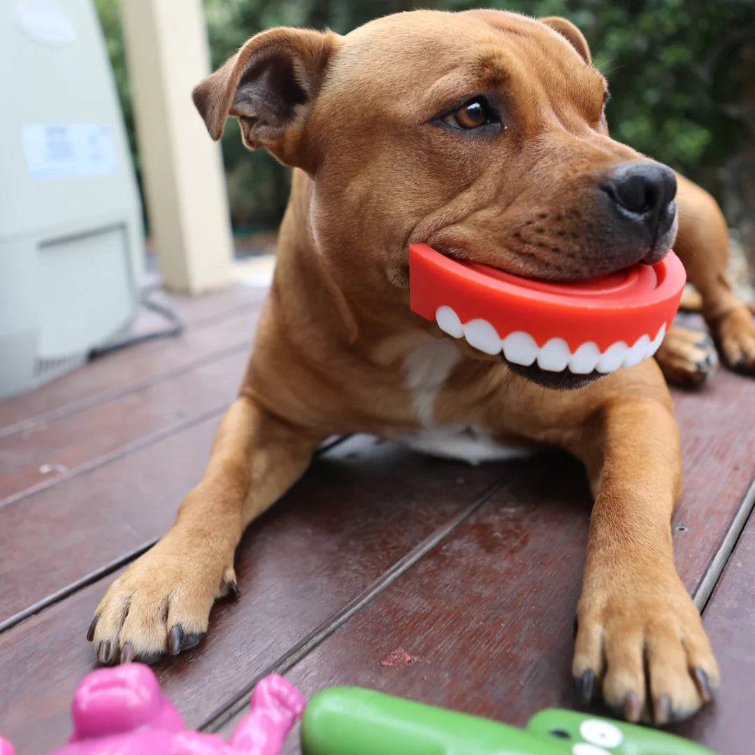 Happy Staffy Co. Chatter Chompers Dog Chew Toy