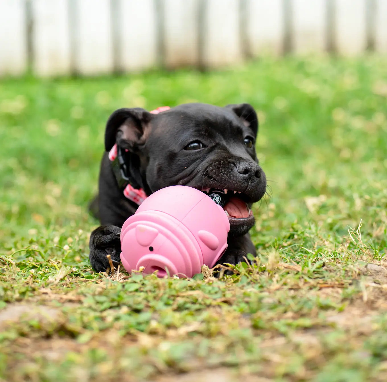 Happy Staffy Co. Poppy Pig Treat Dispenser