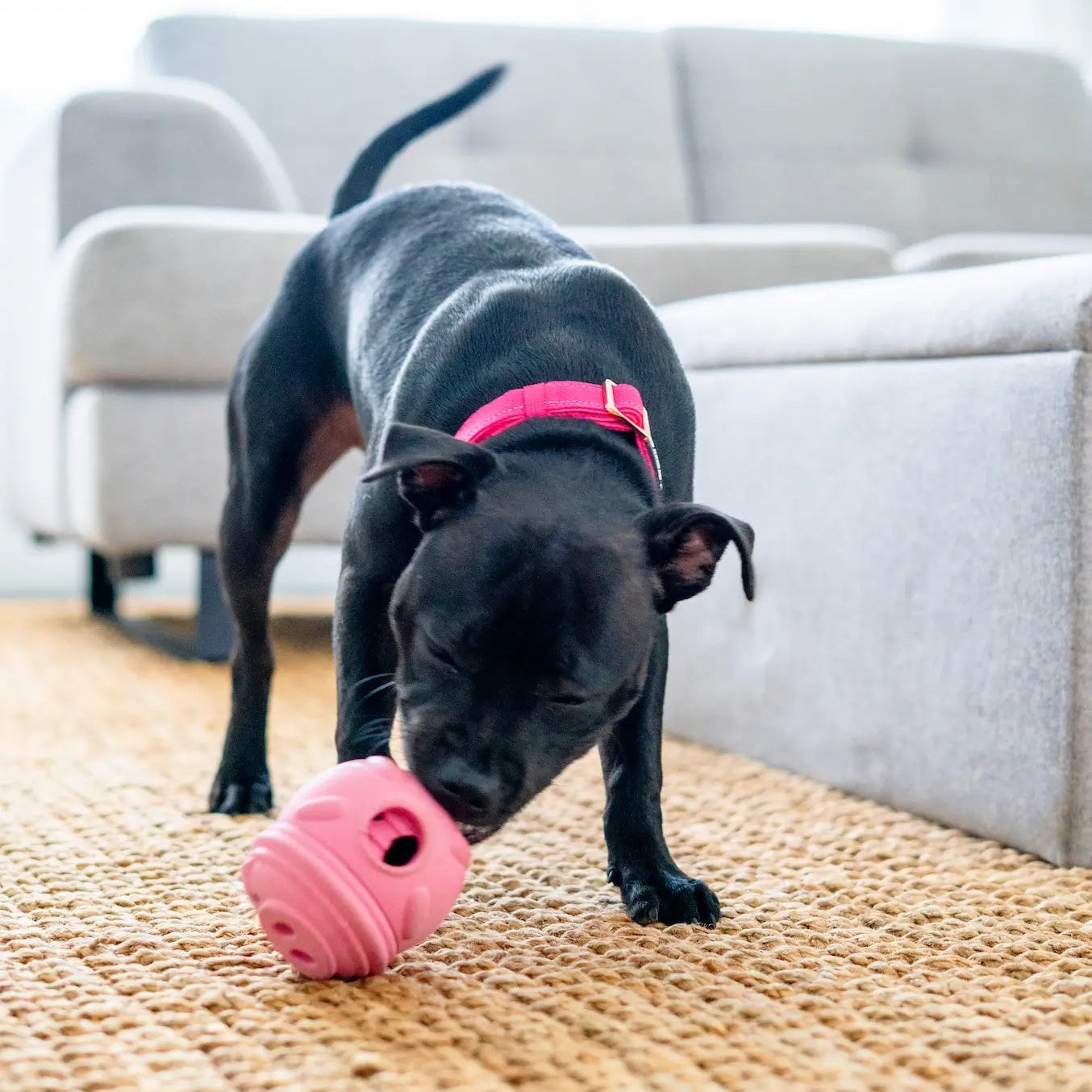 Happy Staffy Co. Poppy Pig Treat Dispenser