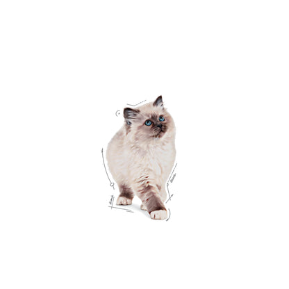 ROYAL CANIN Kitten Food in Jelly 85g