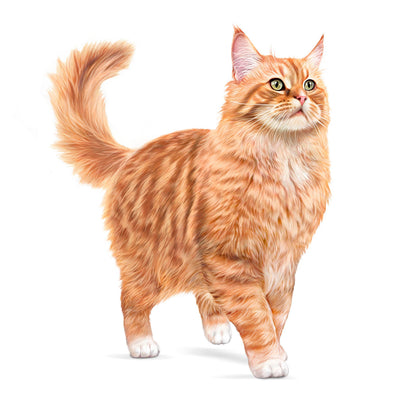 Royal Canin Ageing 11+ Senior Cat Food 2kg