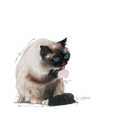 ROYAL CANIN Hairball Gravy Cat Wet Food 85g