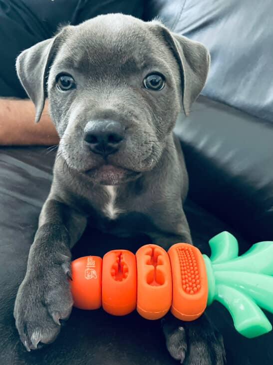 Happy Staffy Co. Chomp Carrot Dog Chew Toy