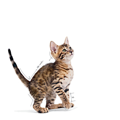 ROYAL CANIN Kitten Food in Gravy 85g