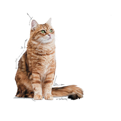 ROYAL CANIN Digest Care Gravy Adult Cat Food Pouch 85g
