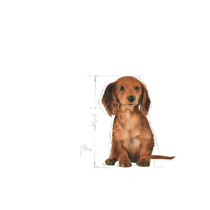 ROYAL CANIN Dachshund Puppy Food 1.5kg