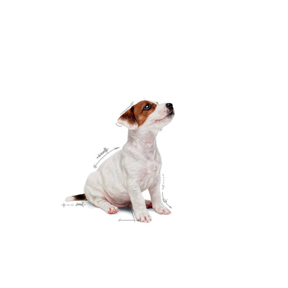 ROYAL CANIN Mini Breed Adult Pouch 85g