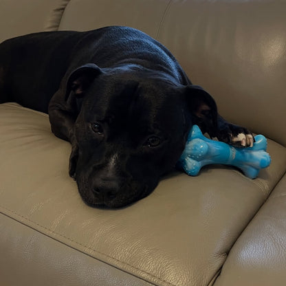 Happy Staffy Co. Chewzilla Musical Bone Dog Chew Toy