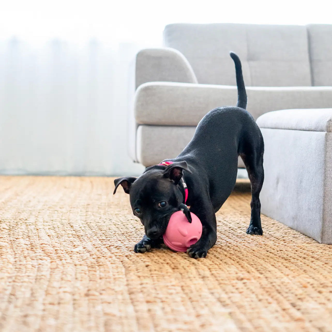 Happy Staffy Co. Poppy Pig Treat Dispenser