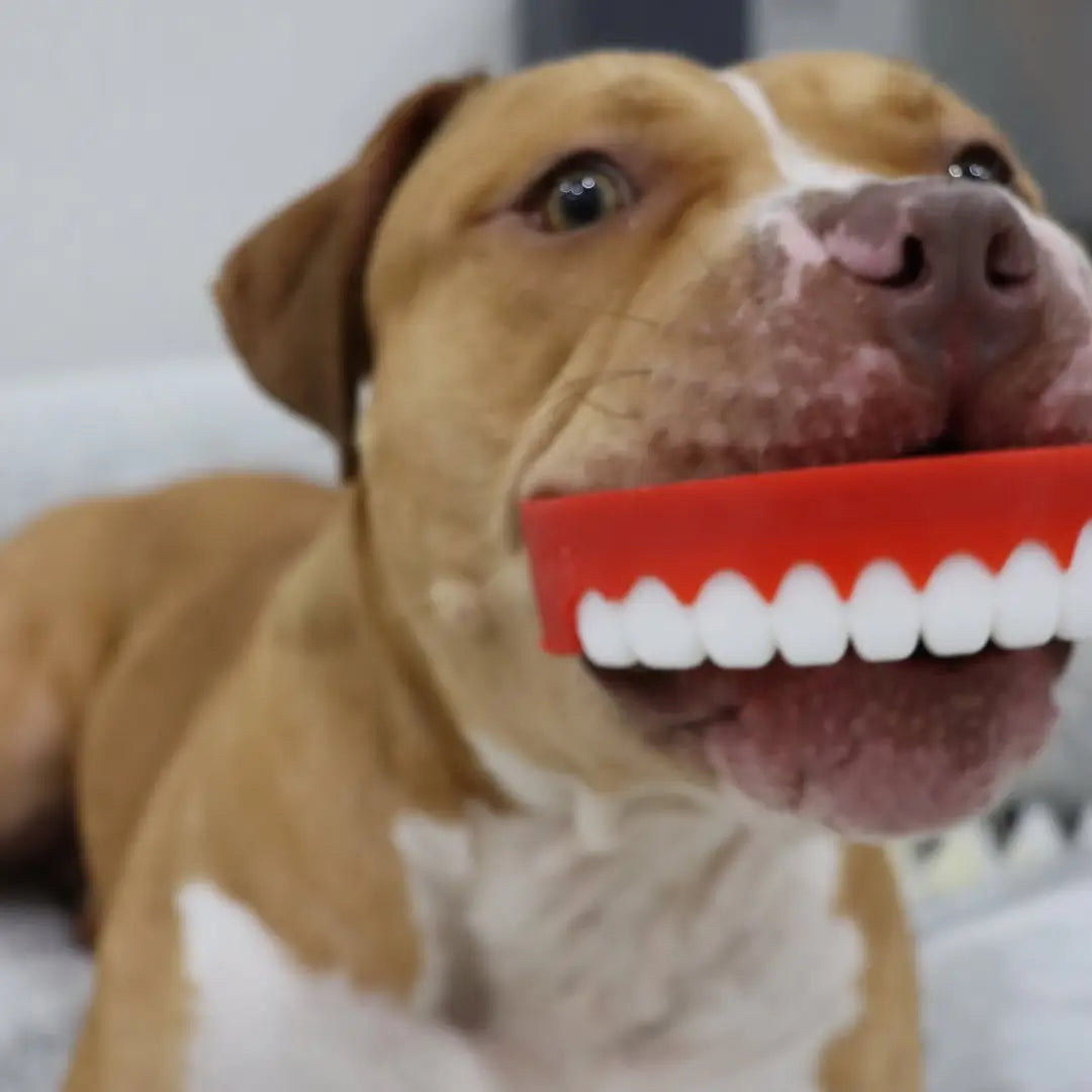 Happy Staffy Co. Chatter Chompers Dog Chew Toy