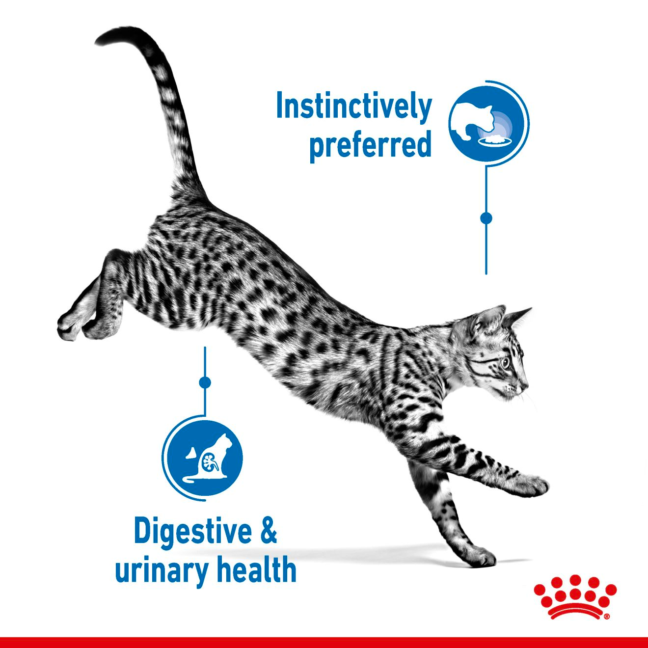 Royal Canin Indoor Adult Cat Pouch Gravy 85g