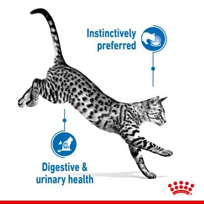 Royal Canin Indoor Adult Cat Pouch Gravy 85g