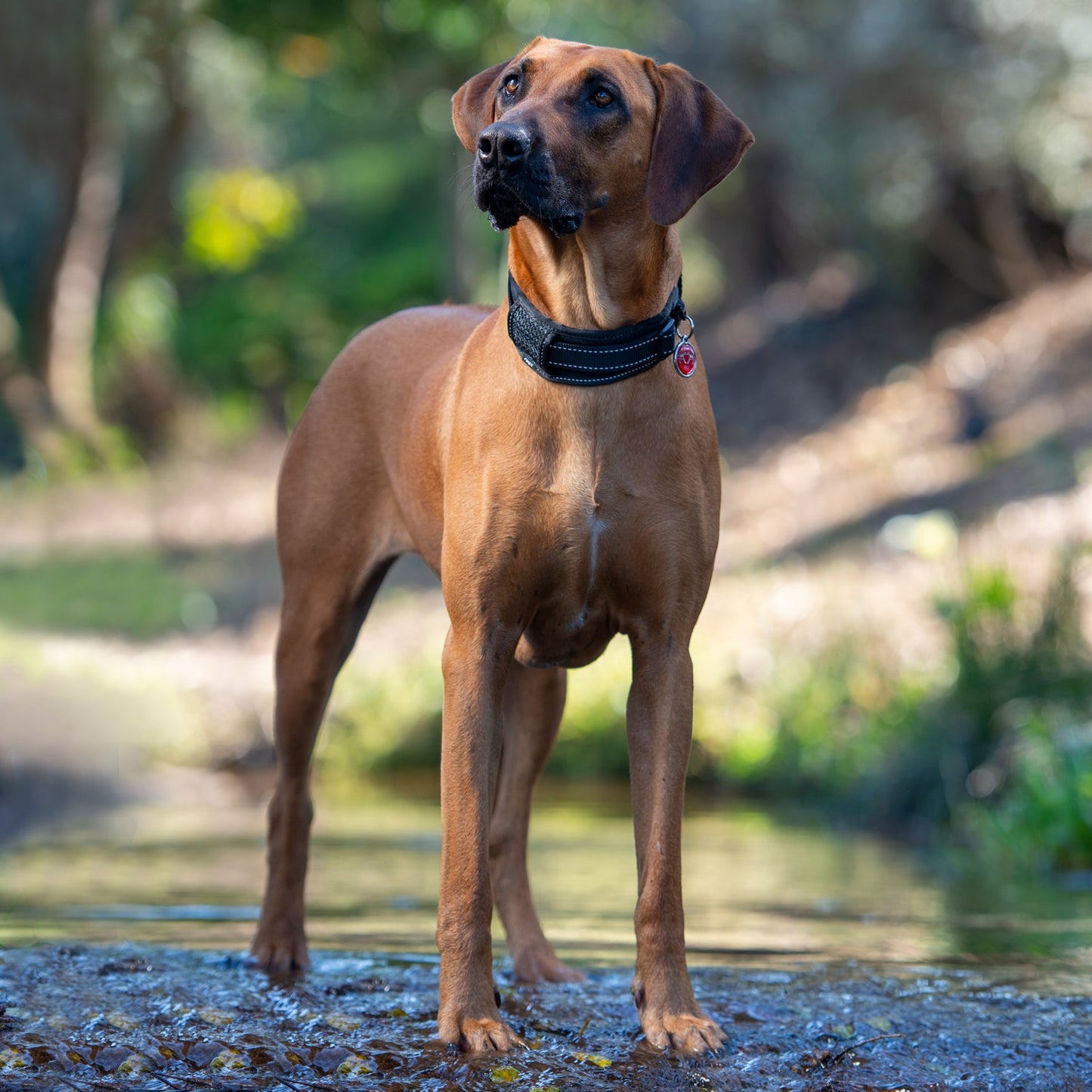 Rogz Utility Classic PaddedCollar Pink Xxlge