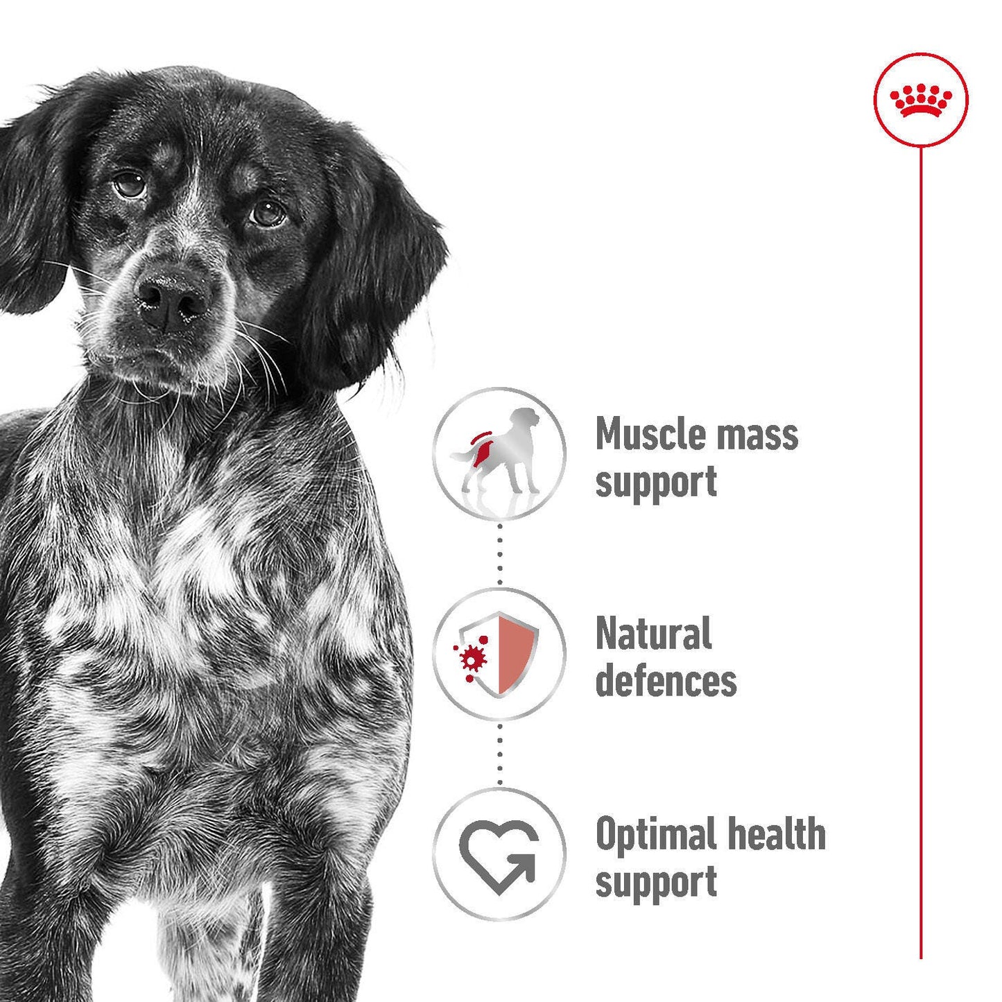 ROYAL CANIN Medium Breed Adult Dog Dry Food 4kg