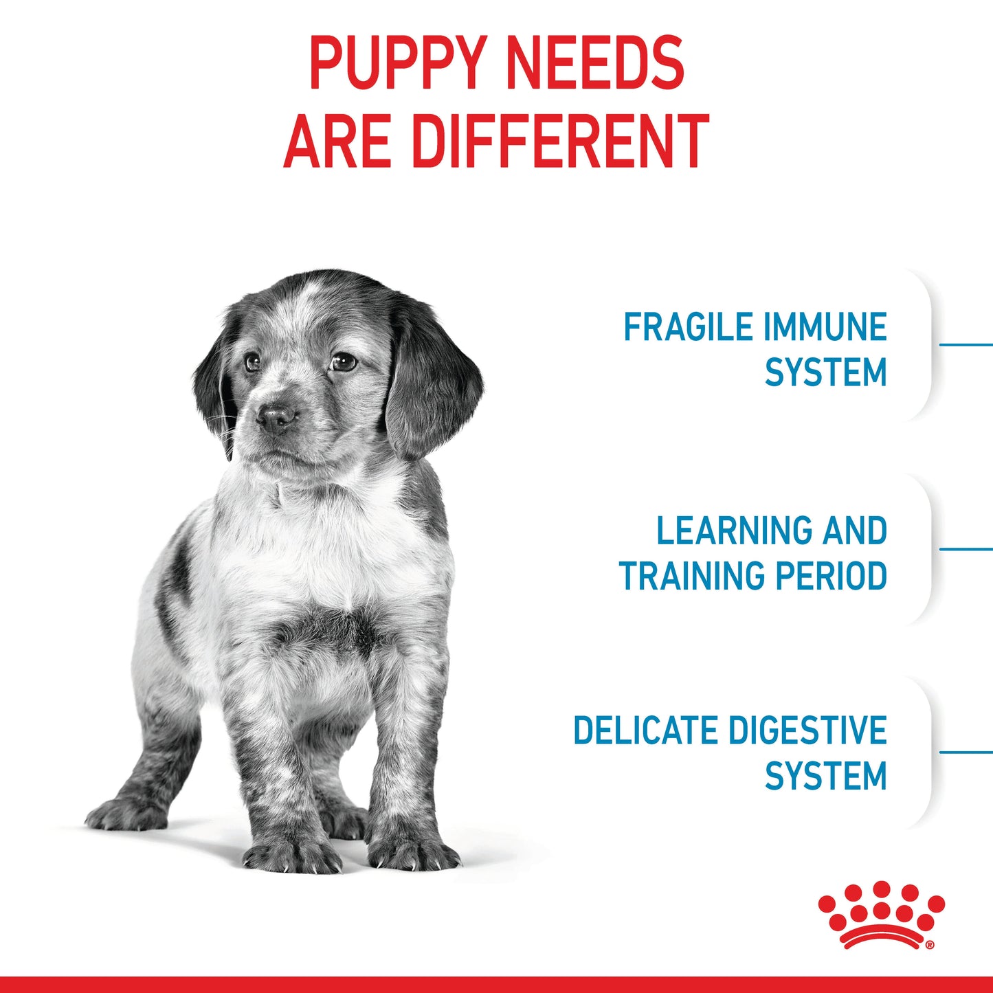 ROYAL CANIN Medium Breed Puppy Food 4kg