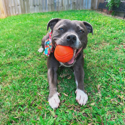 Happy Staffy Duraball