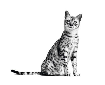 ROYAL CANIN Indoor Adult Cat Food 2kg
