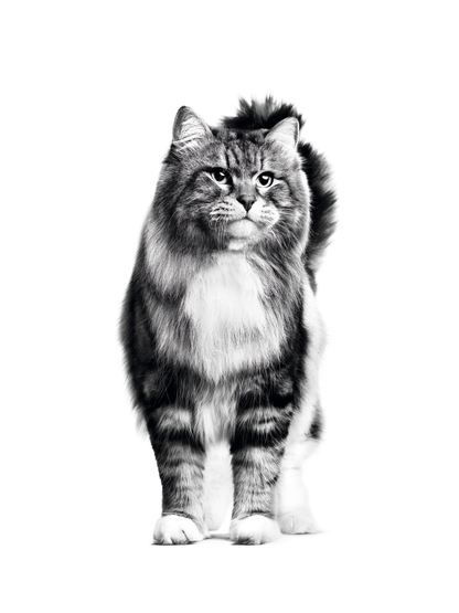 ROYAL CANIN Hairball Care 2kg