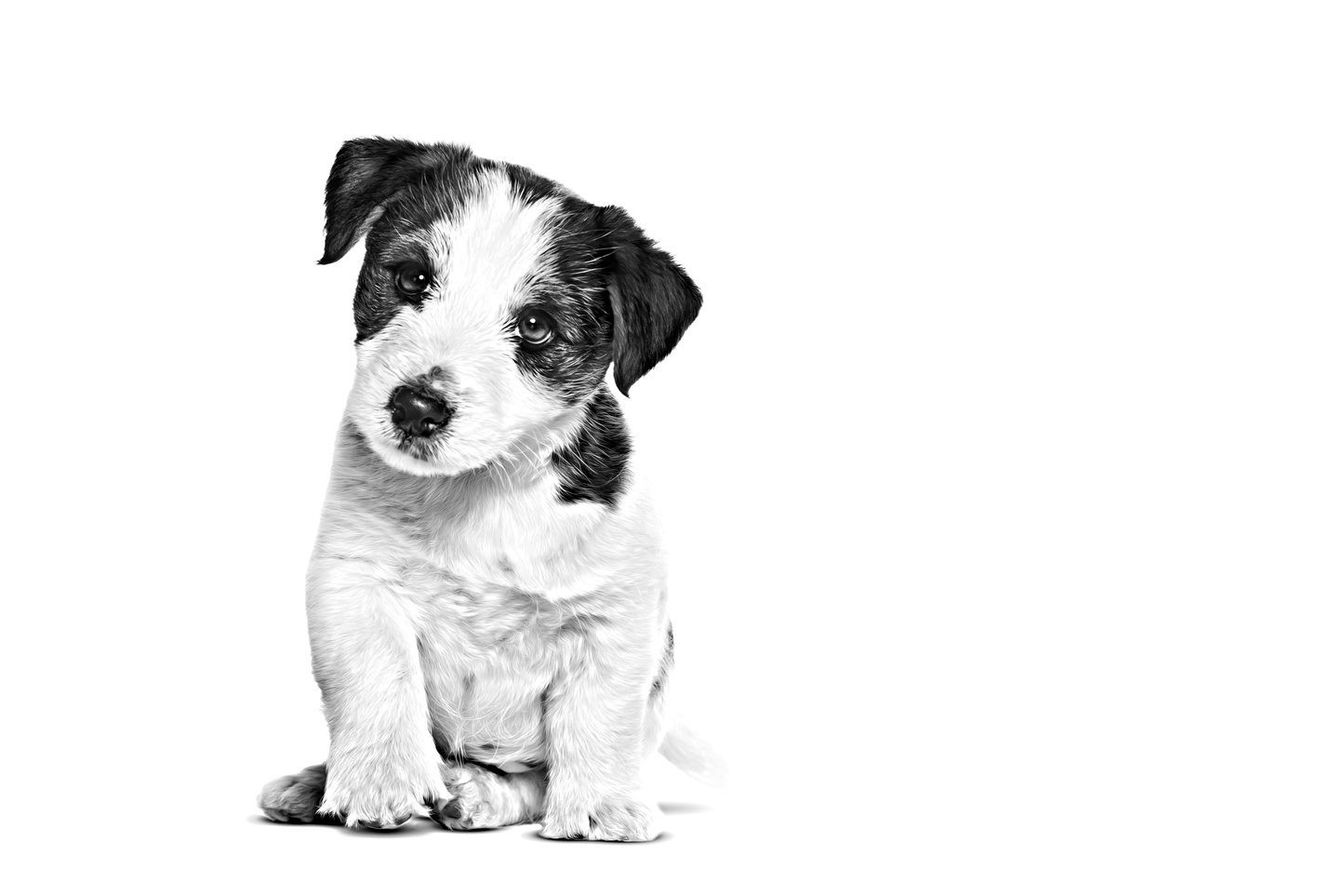 ROYAL CANIN Mini Breed Adult Pouch 85g