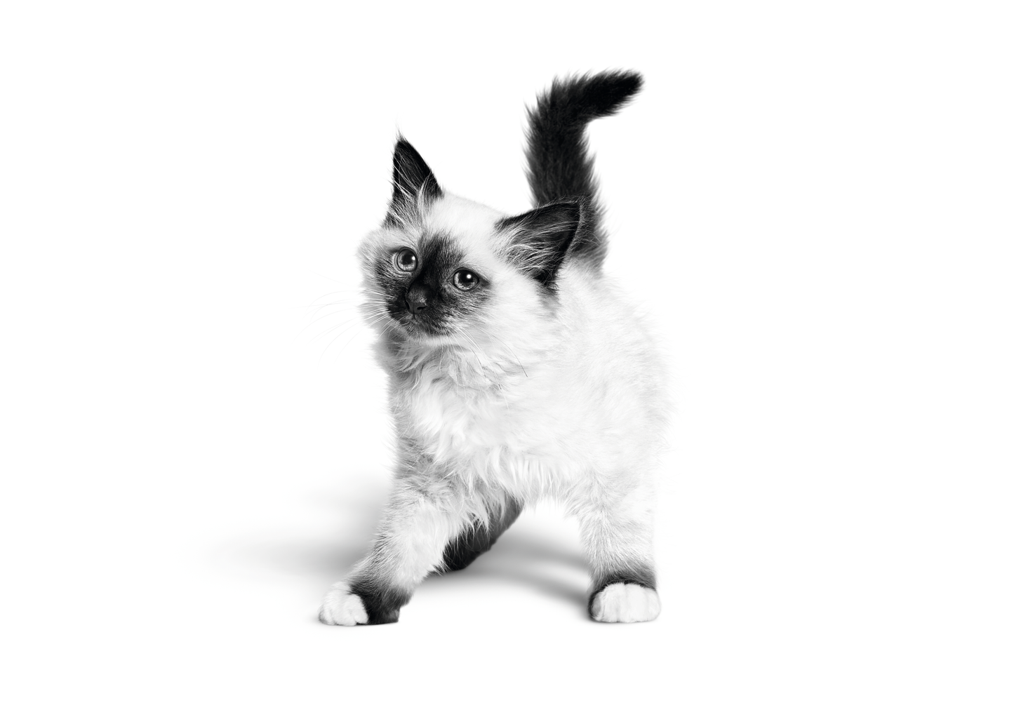 ROYAL CANIN Kitten Food in Jelly 85g