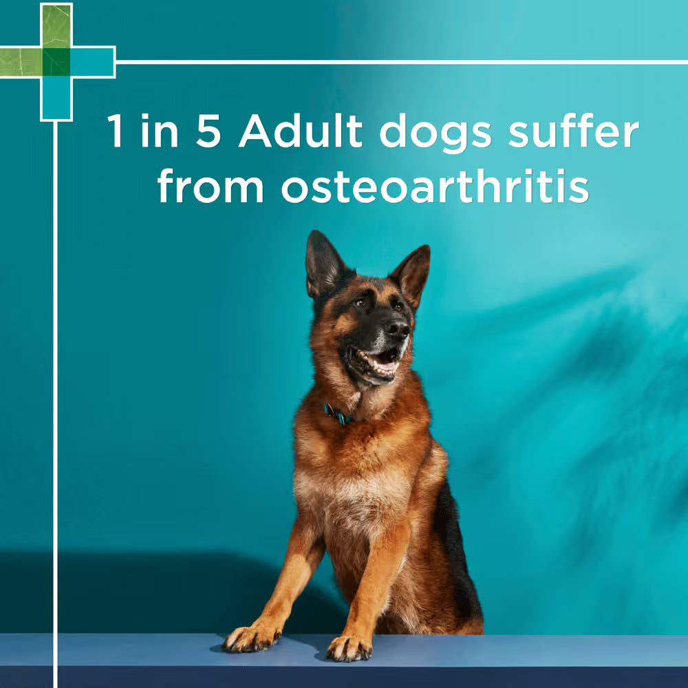 PAW DOG OSTEOCARE JOINT PROTECT 300G 60 CHEWS