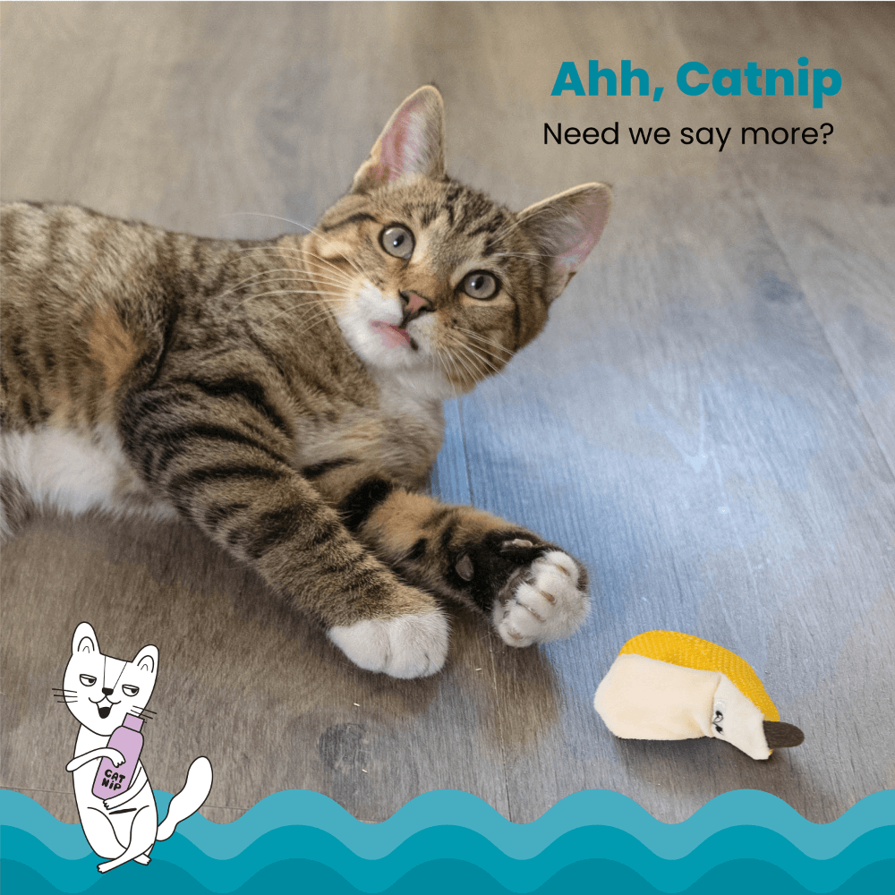 CATSTAGES CAT DENTAL BANANA CATNIP CAT TOY