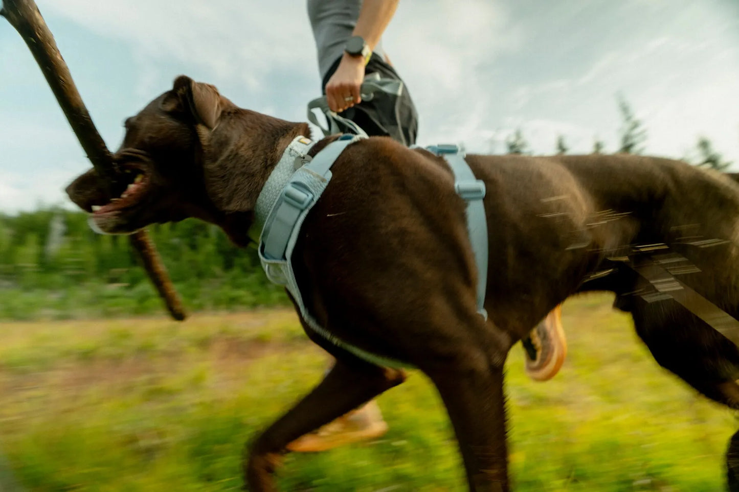 (2026 NEW) RUFFWEAR FRONT RANGE® FLEX HARNESS - Polar Blue